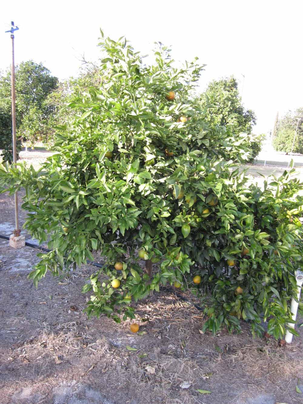              Habit (Winter Haven, FL)       